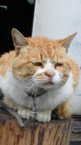 ひもきち