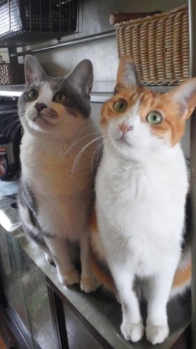 ニャコム