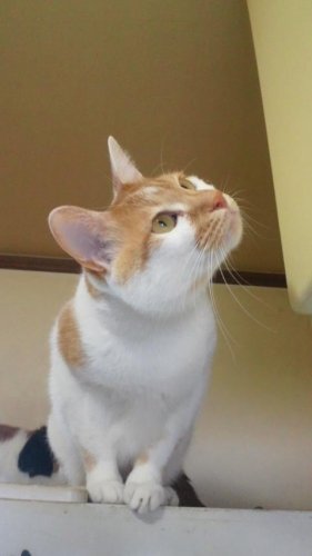 ニャコム