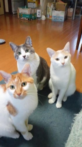 ニャコム