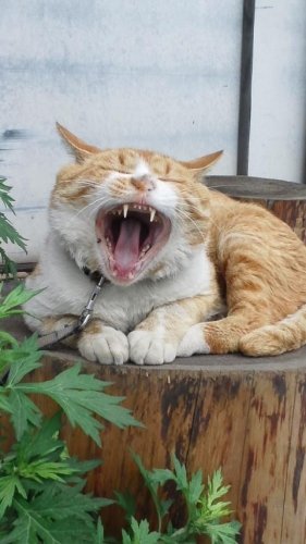 口からビーム