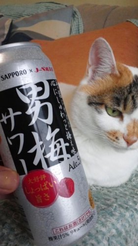 男梅サワー