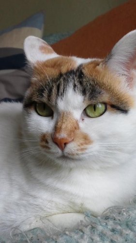 さっちゃん