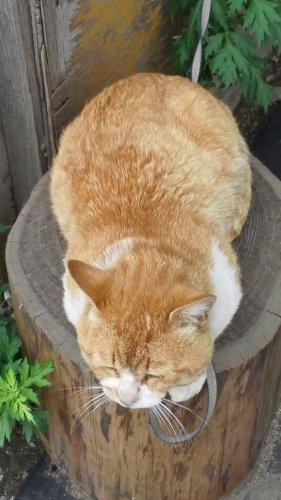 ひもきち