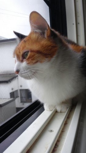 ニャコム