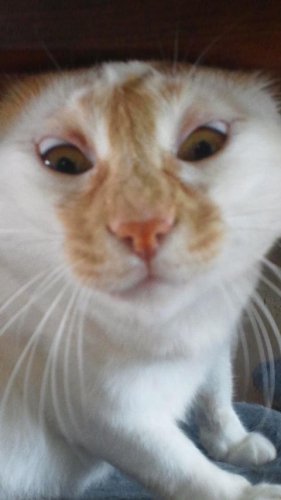 へんがお