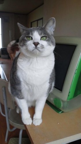 ニャコム