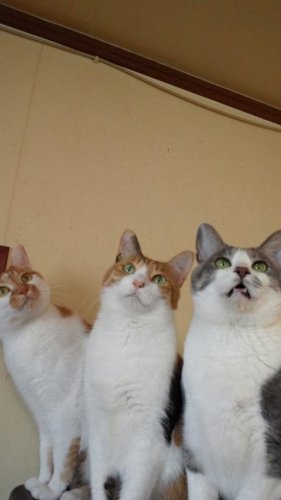 ニャコム