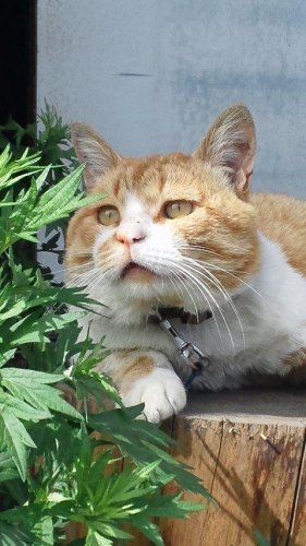 ひもきちさん