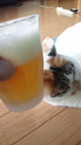 俺の酒が飲めないのか？