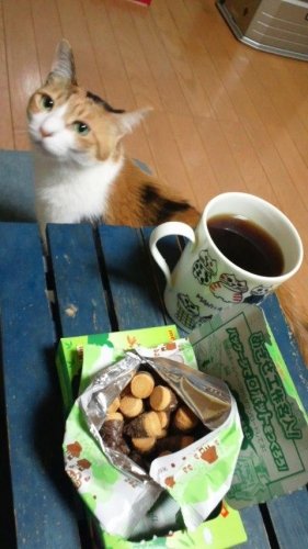たけのこ派