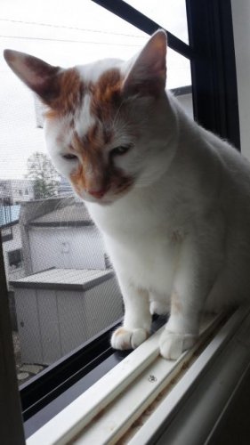 ニャコム