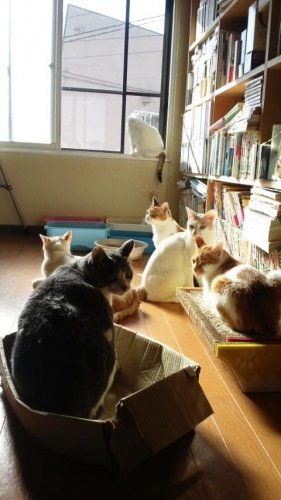 ニャコム