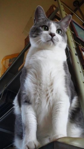 ニャコム