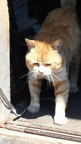 ひもきちさんの