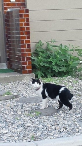 ラッシャー猫村
