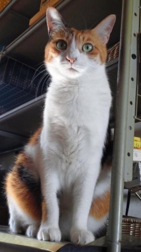 ニャコム