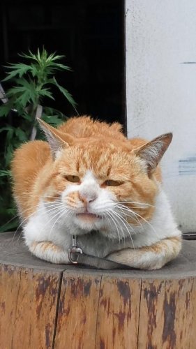 ひもきちさん