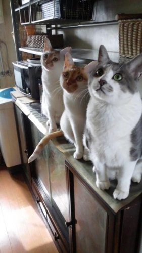 ニャコム