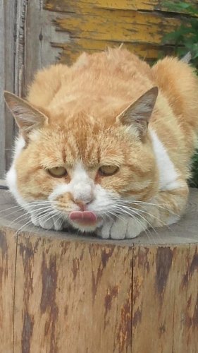 ひもきちさん