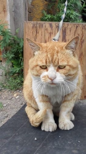 ひもきちさん