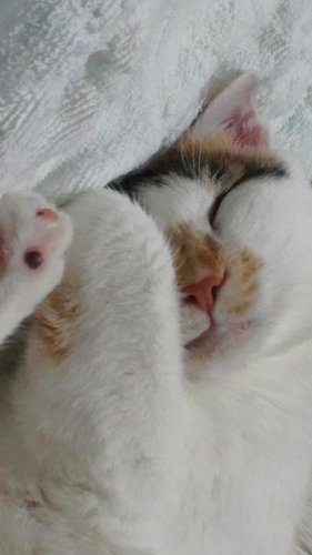 さっちゃん