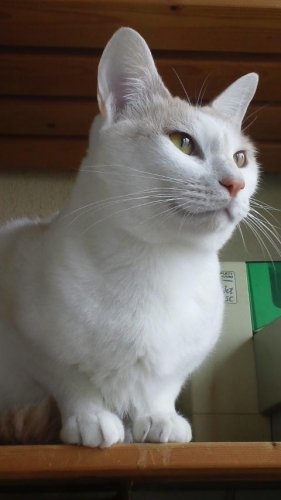 ニャコム
