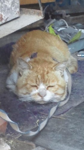 ひもきちさん