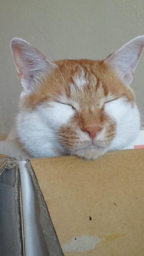 ニャコム