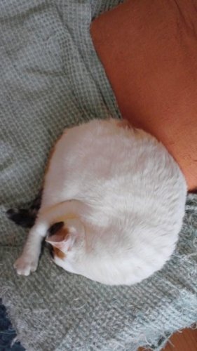 にゃんもないと