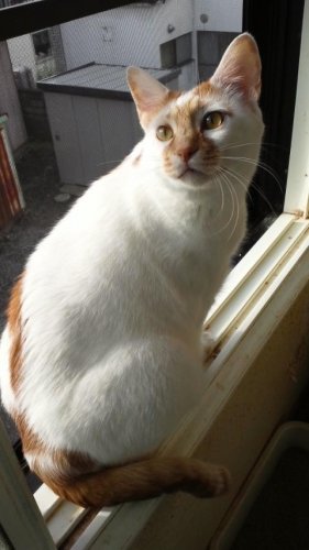 ニャコム