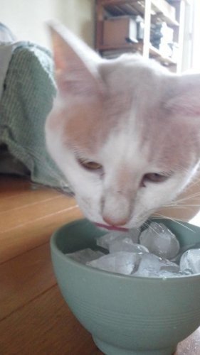 氷