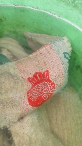 貯金魚