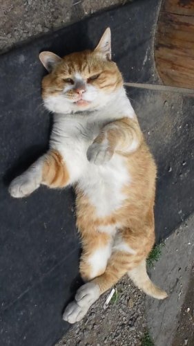 ひもきちさん