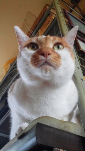 ニャコム