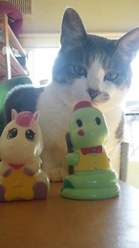 ニャコム