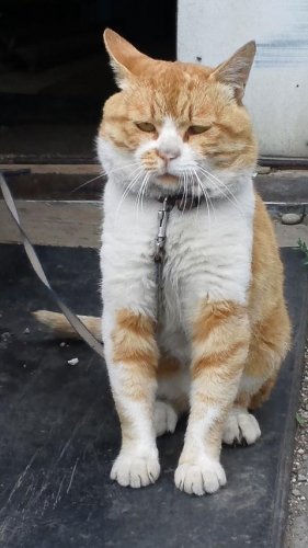 ひもきちさん