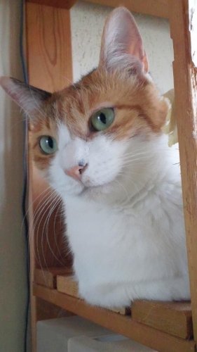 ニャコム
