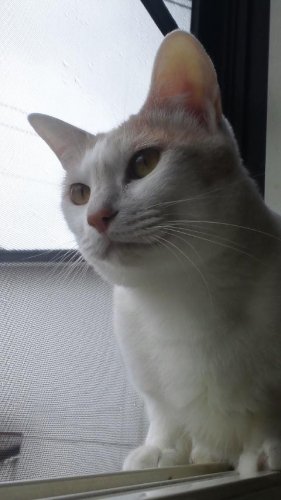 ニャコム