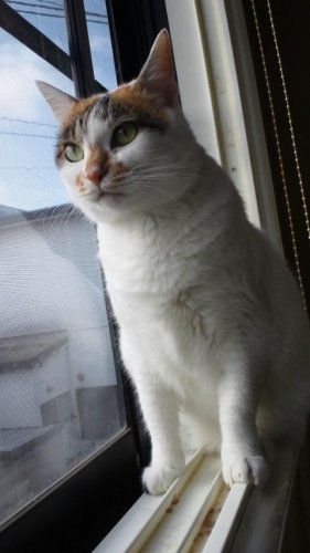 ニャコム