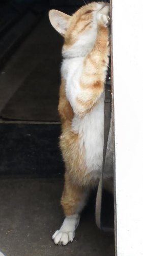 ひもきちさん