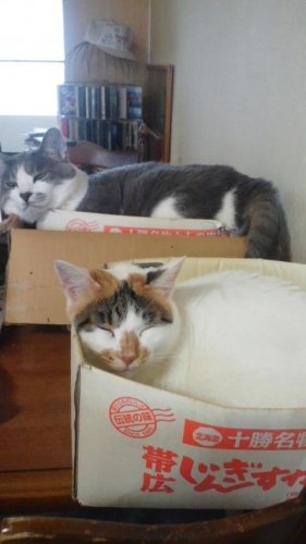 ニャコム