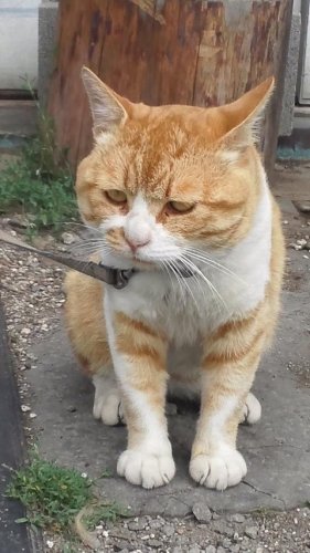 ひもきちさん