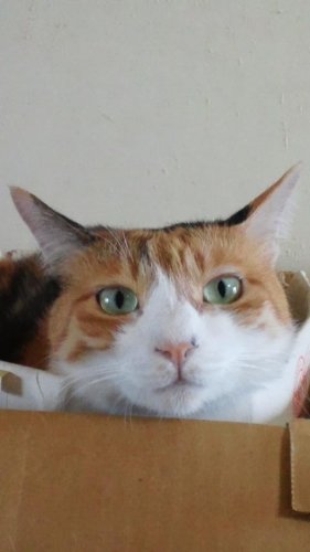 ニャコム