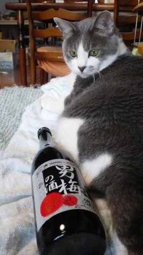 男梅