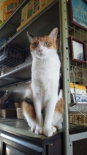 ニャコム