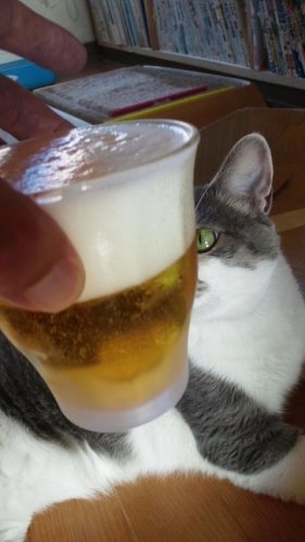 今日も