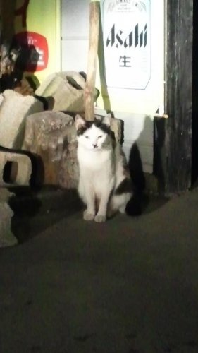 猫居酒屋