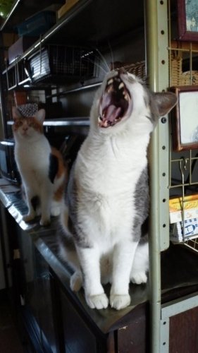 ニャコム