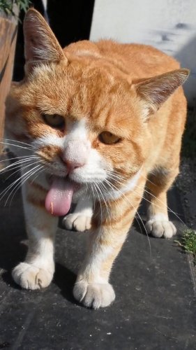 ひもきちさん